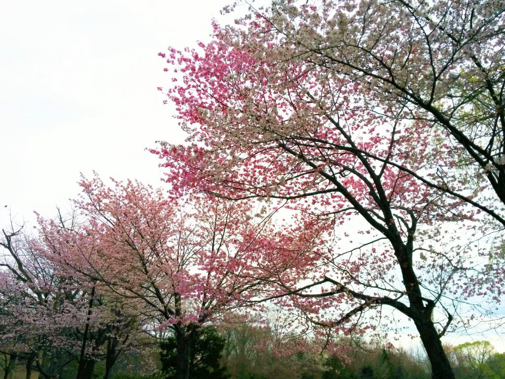 中島公園  菖蒲池前