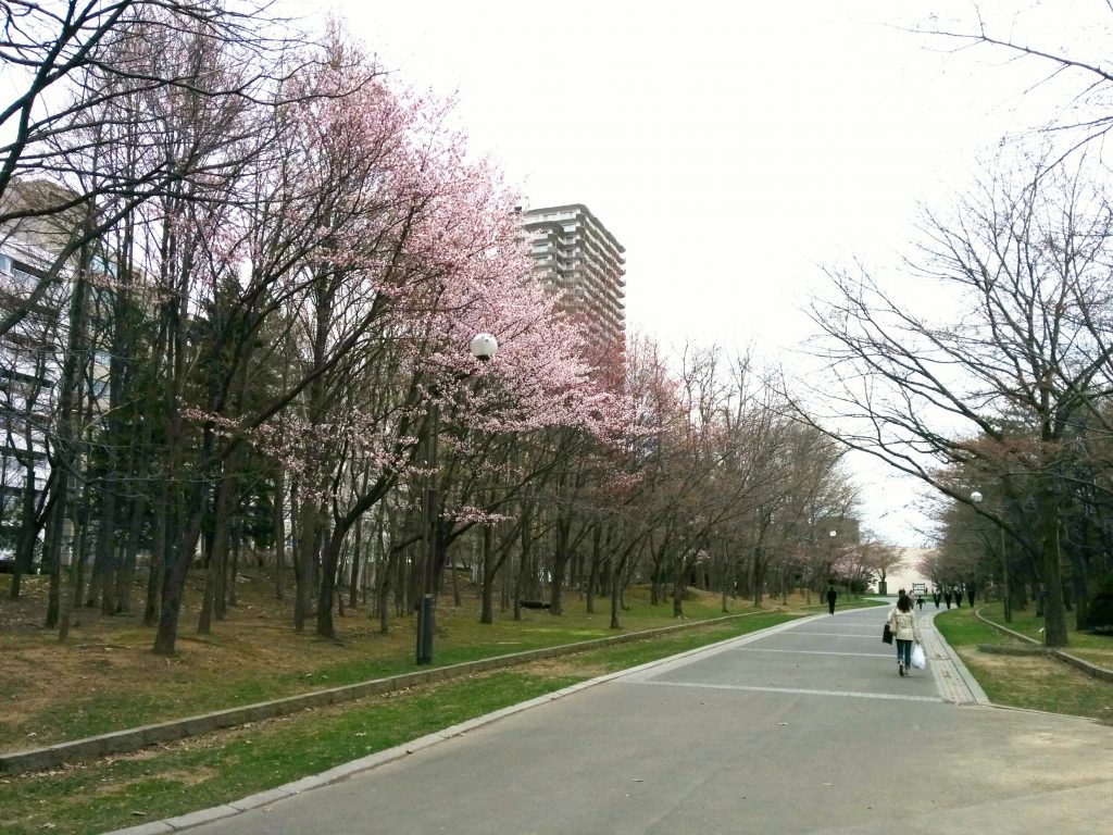 中島公園 桜の道
