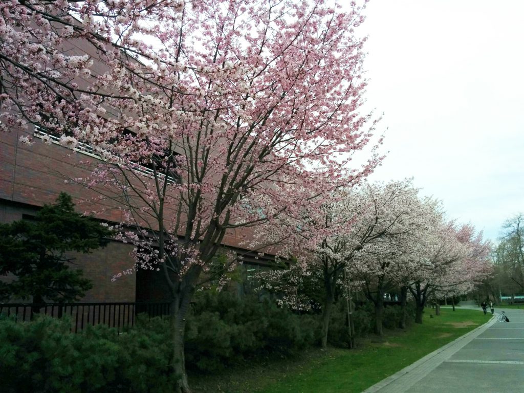 中島公園 札幌市体育センター裏に咲く桜