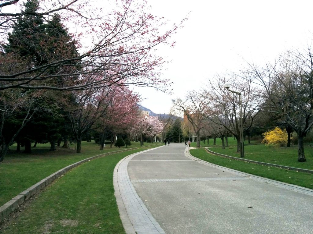 中島公園 桜の道