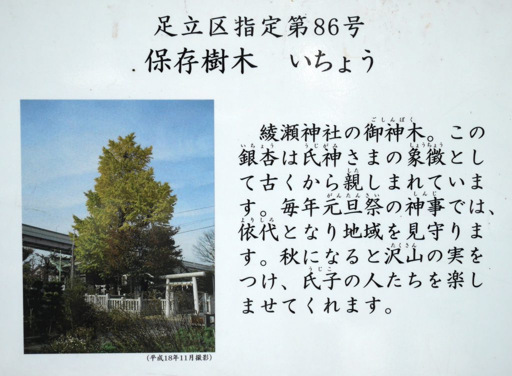 足立区指定第86号 保存樹木 いちょう 綾瀬神社の御神木。この銀杏は氏神様の象徴として古くから親しまれています。毎年元旦祭の神事では、依代となり地域を見守ります。秋になると沢山の実をつけ、氏子の人たちを楽しませてくれます。