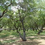 (日本語) ハワイ オアフ島 野生のニワトリが住むハナウマベイ入り口